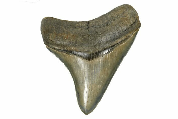 Serrated, Fossil Megalodon Tooth - Collector Quality #173899